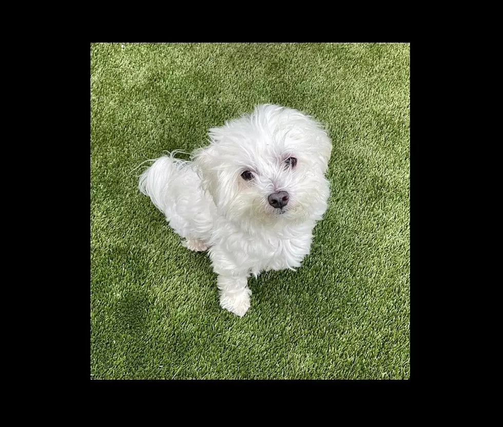 Buddy, a 6-Year Old Maltese – Lite Rock Pet of the Week