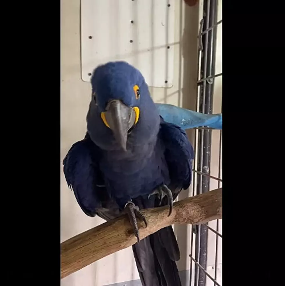 Macaw at Cape May Zoo Loves Christmas Music [WATCH]