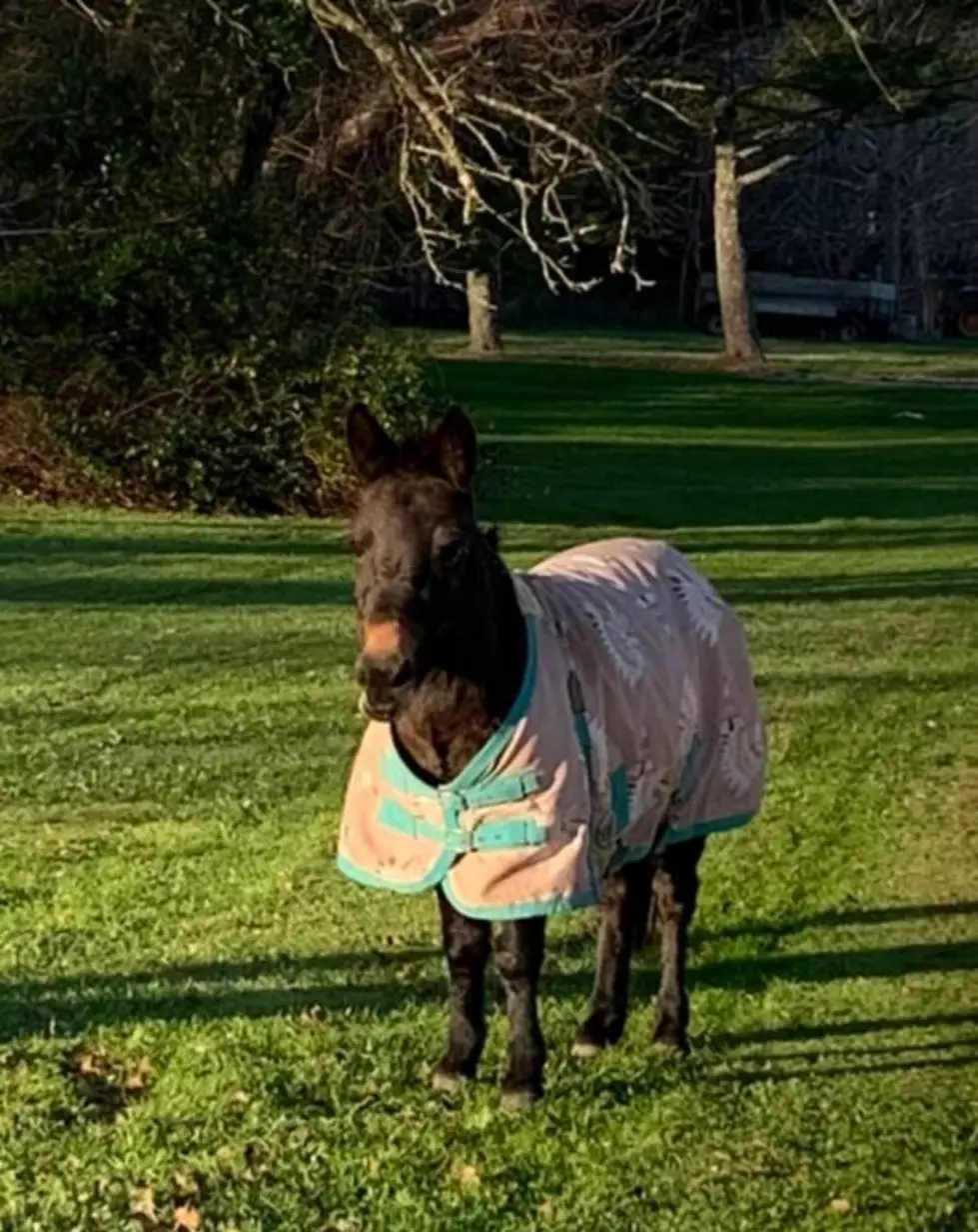 Middle Twp Police: Was Your Mule Wandering on Rt. 47?