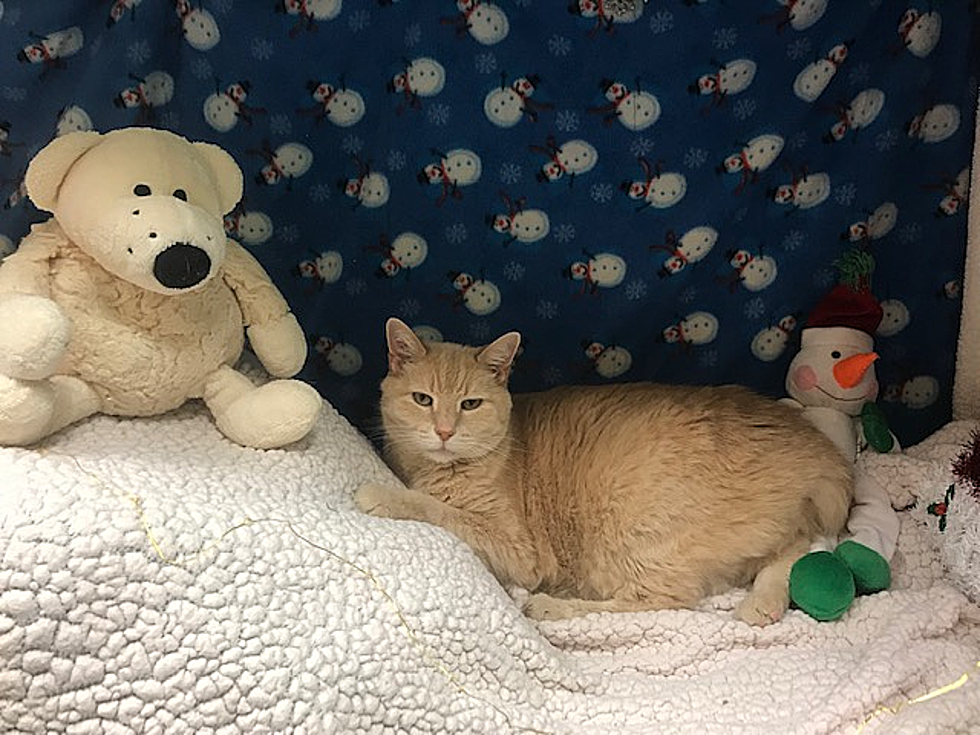 Morgan, a 7-Year Old Orange Tabby – Lite Rock Pet of the Week