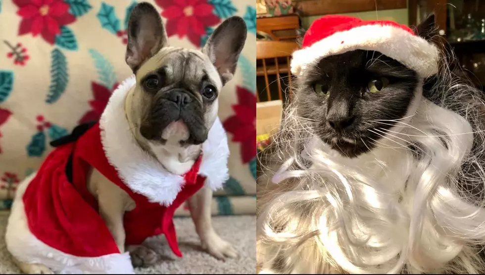 [PHOTOS] Lite Rock Listeners Dressed Their Pets for Christmas