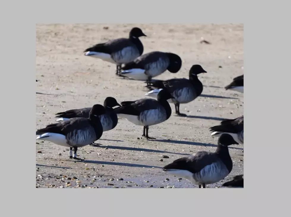 Wildlife Group Asks How Brant Geese Died on Rt. 9 in Linwood