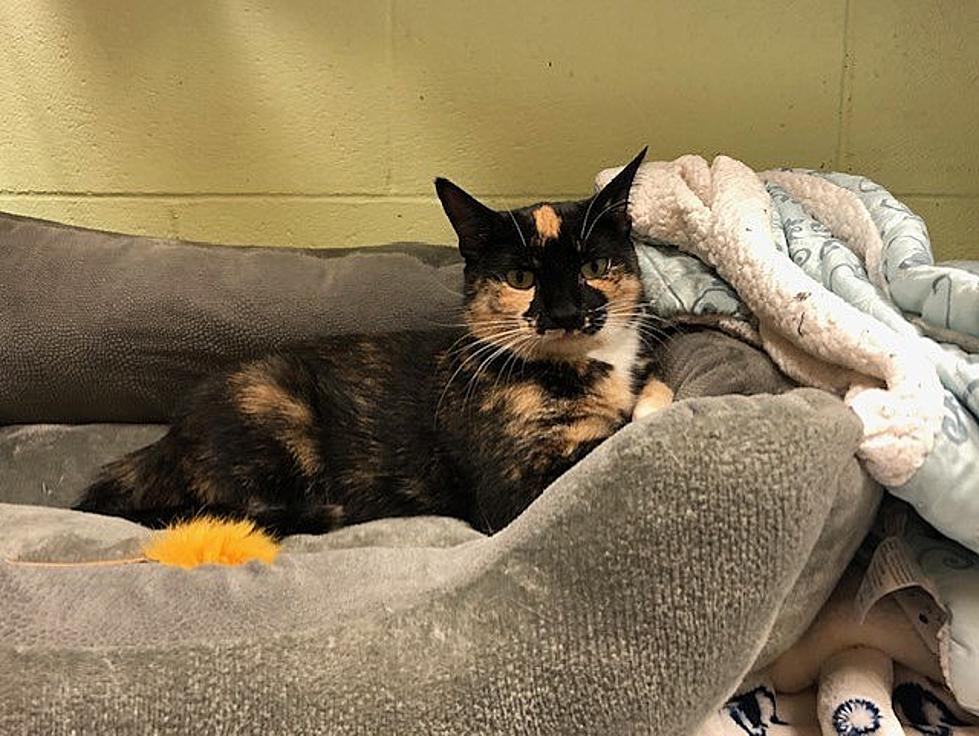 Charlotte, a 3-Year Old Tortoiseshell Cat - Pet of the Week