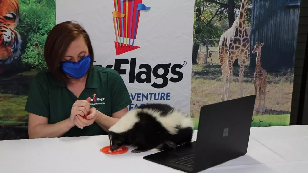 Six Flags Introduces New Virtual Animal Education Program
