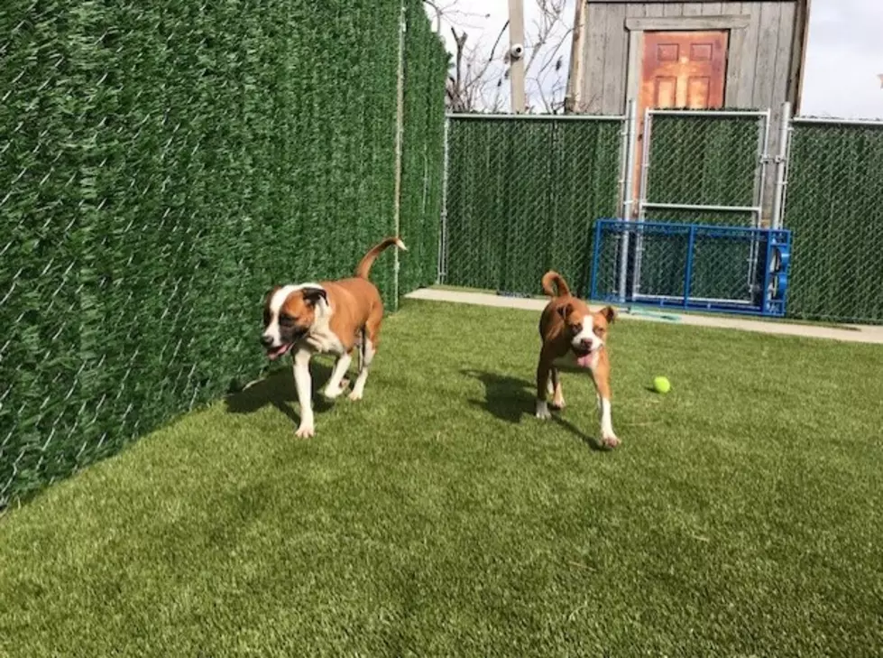 Humane Society of Ocean City