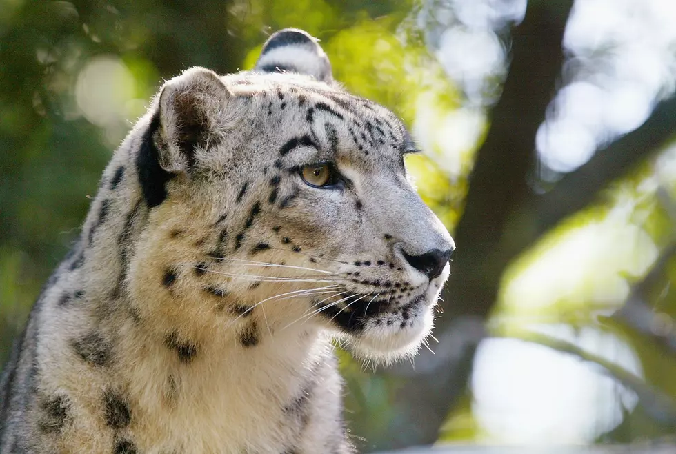 Cape May Zoo Announces Arrival of New Snow Leopard
