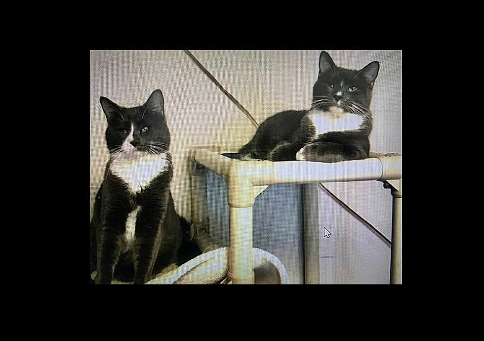 Liz & Prince, Brother & Sister Kittens - Pets of the Week
