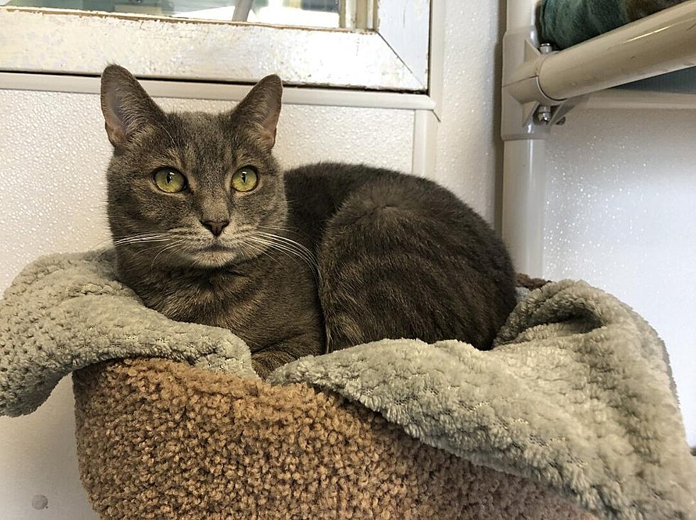 Salem is Sweet, But Has One Little Quirk - Pet of the Week 