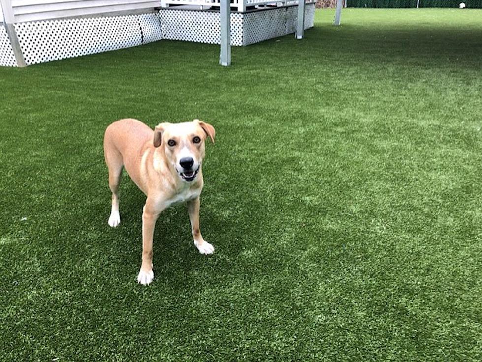 Tino, a 2-Year Old Lab Mix &#8211; Lite Rock Pet of the Week