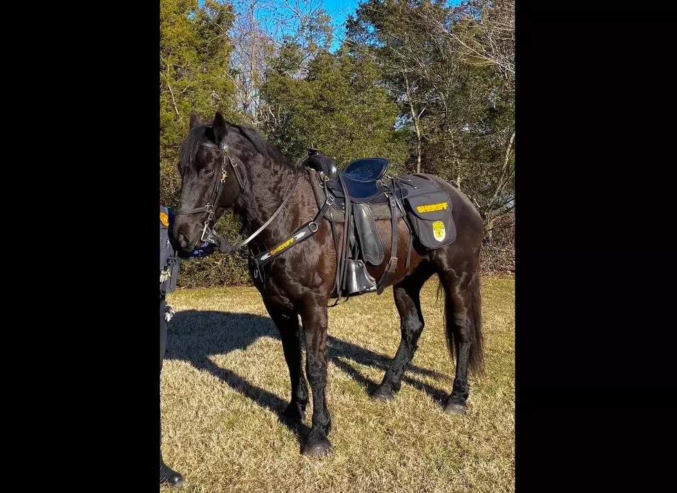 Cape May County’s Newest Sheriff is a Horse