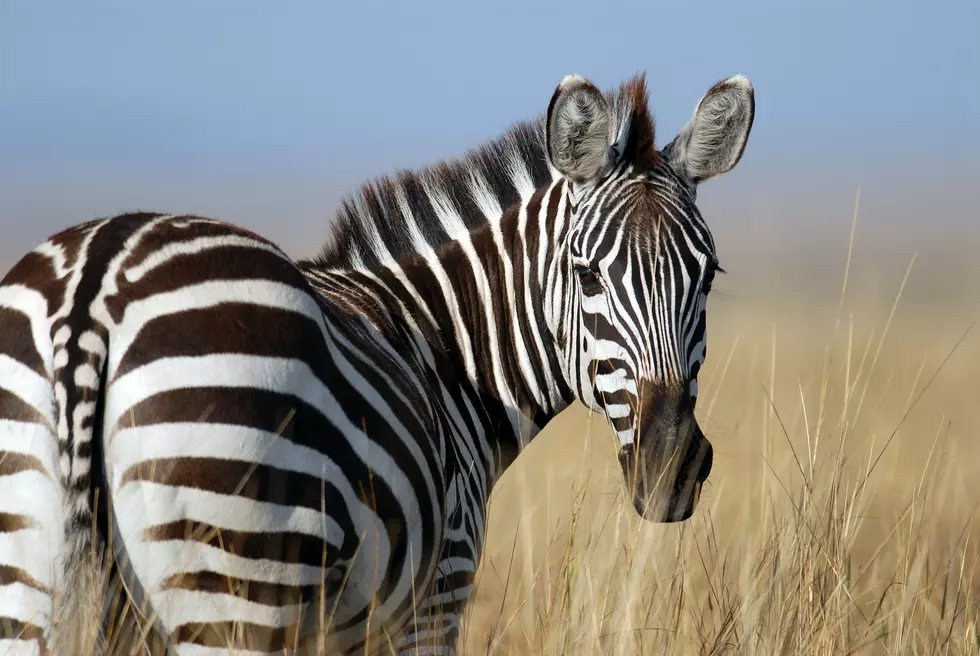 Cape May Zoo Welcomes Arrival of New Female Zebra
