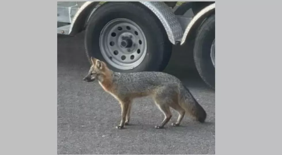 Vineland Asks for Help Finding Possible Rabid Fox That Attacked Three People