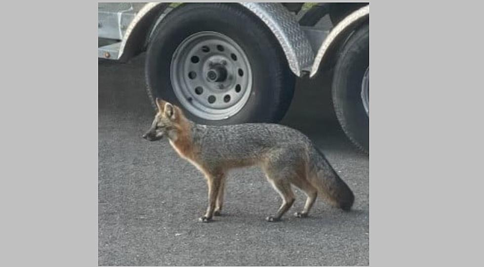 Vineland Alerts Pet Owners About Possible Rabies From Rabid Fox