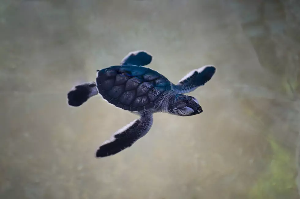 Over 800 Baby Turtles Saved From Storm Drains in Margate, Ventnor and Ocean City