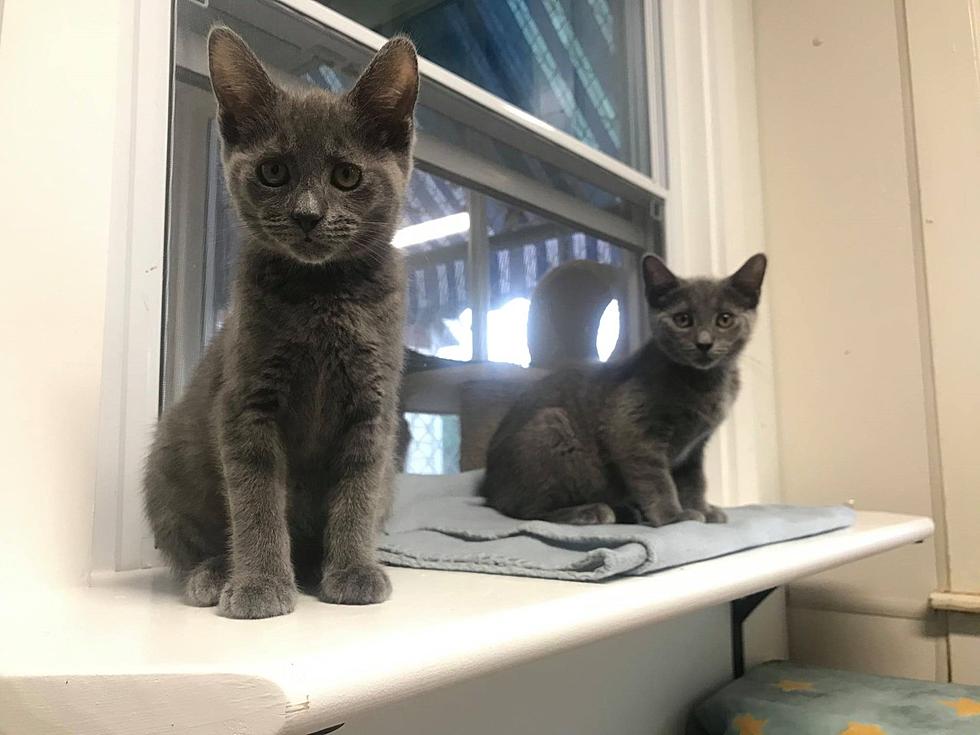 Stevie &#038; Smokey, 13-Week Old Kitten Sisters &#8211; Pets of the Week