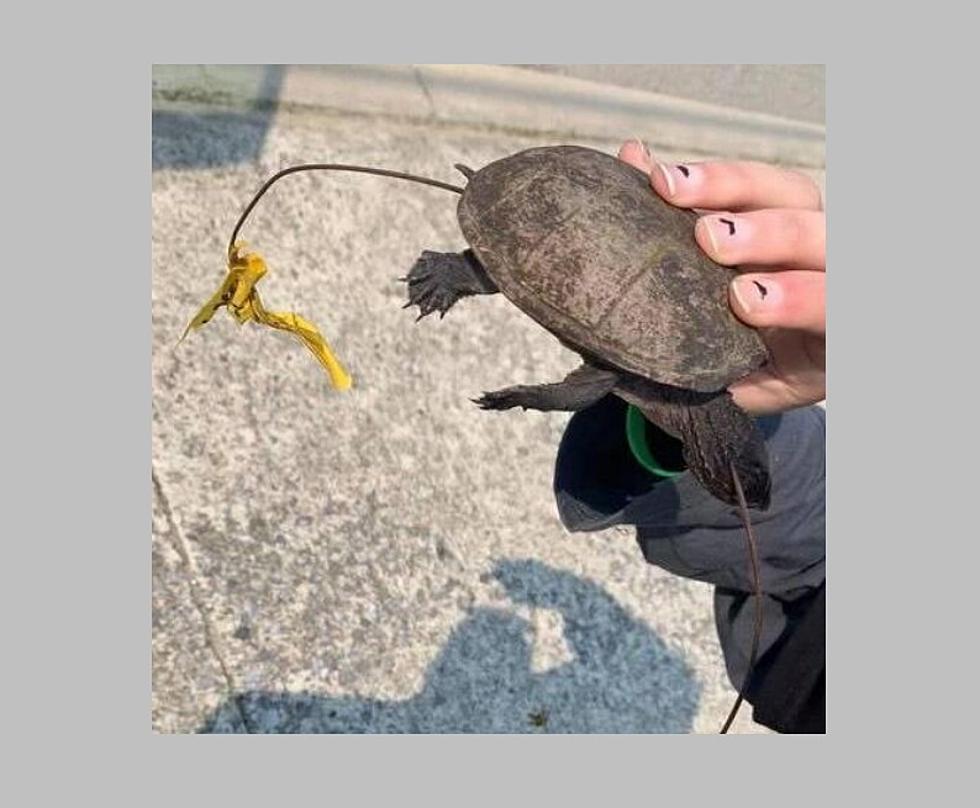 Turtle Found Impaled With Wire, Tied to Street Sign in Bridgeton