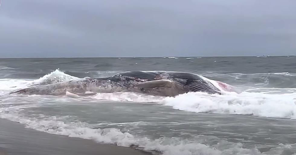 54-foot Whale Washed Ashore on NJ Beach Believed to Be Struck By Ship