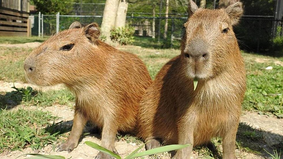 Help the Cape May Zoo Name These Adorable Capybara Pups