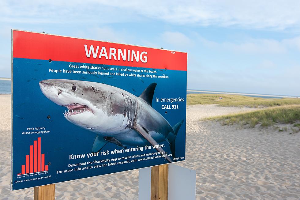 Shark attack along New Jersey shoreline 