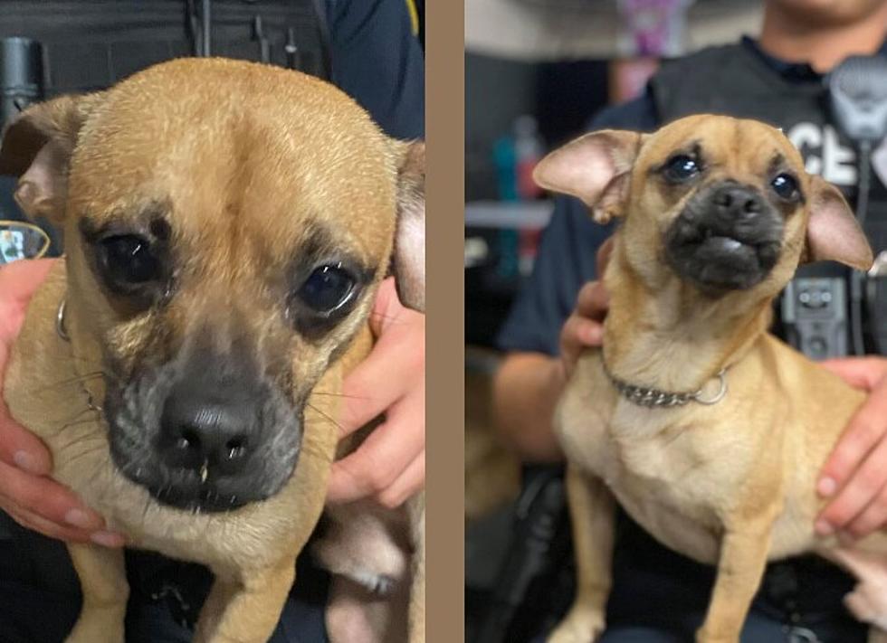 Caged dog was abandoned outside Egg Harbor City, NJ liquor store