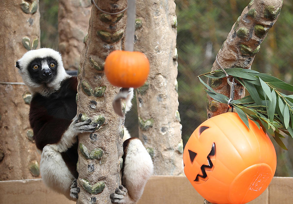 Spooktacular Fun Is Coming To the Cape May County Zoo This Halloween