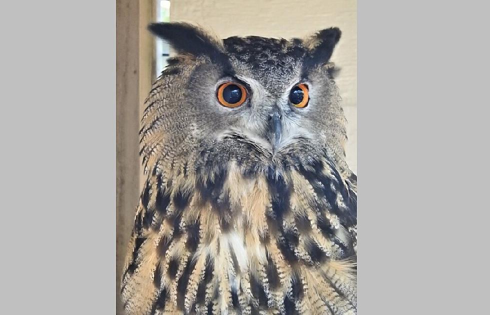 Cape May Zoo&#8217;s New Residents Are a Hoot&#8230;They&#8217;re Owls