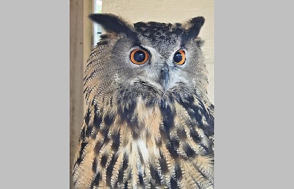 Cape May Zoo’s New Residents Are a Hoot…They’re Owls