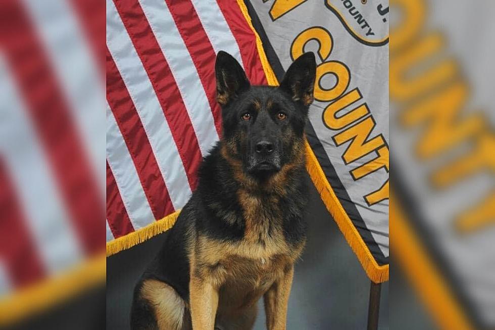 Ocean County, NJ Sheriff’s Office Mourns Sudden Death of K9 Bear