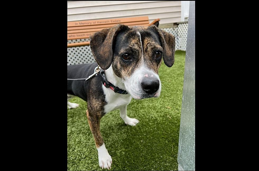 Sofie Acts Like a Hound, Barks Like a Beagle &#8211; Pet of the Week