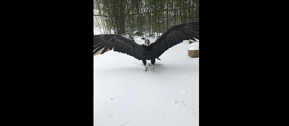 Princess the Condor Has Flown South to Cape May Zoo This Winter