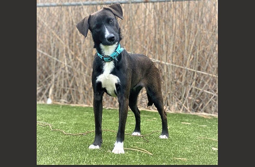 Luna the Puppy is Curious to Meet You &#8211; Pet of the Week