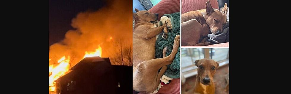 After Devastating House Fire, EHT Family Searches for Missing Dog