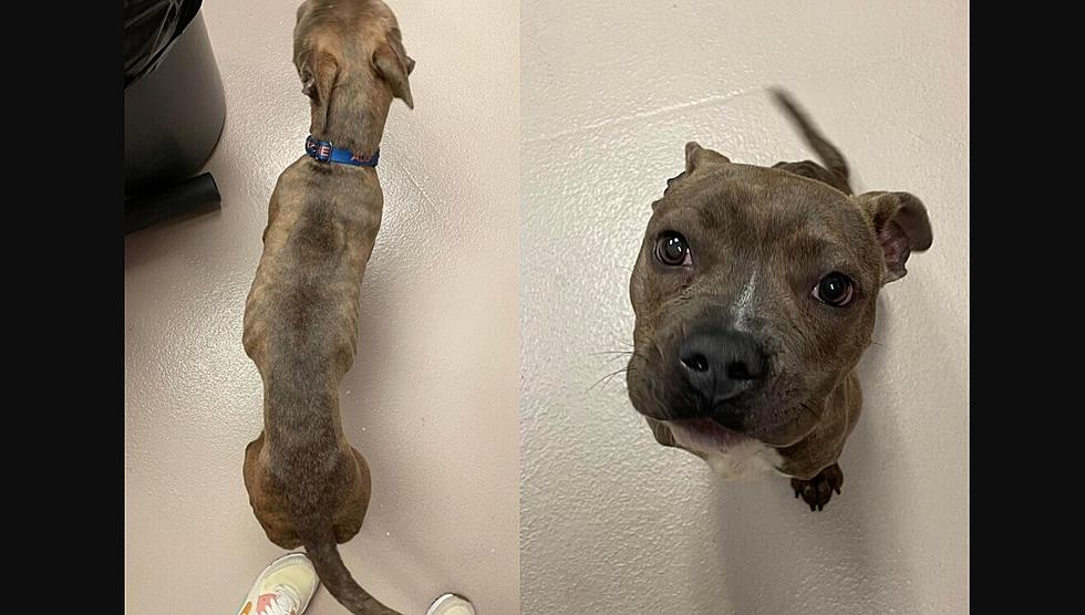 Malnourished pit bull found tied to tree in Millville, NJ