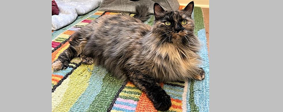 Snuggs is a Loveable, Long-Haired Torti Cat &#8211; Pet of the Week