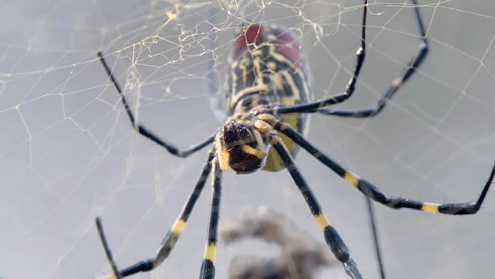 Study: Large, Yellow, Flying Spiders Are Coming to New Jersey