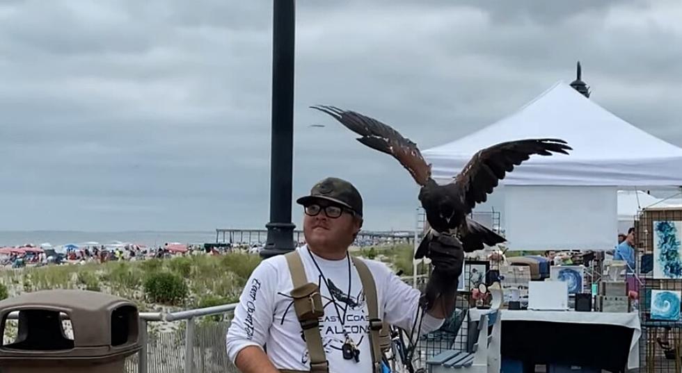 Falconer Trainees Needed for Ocean City, NJ, Boardwalk Seagull Patrol