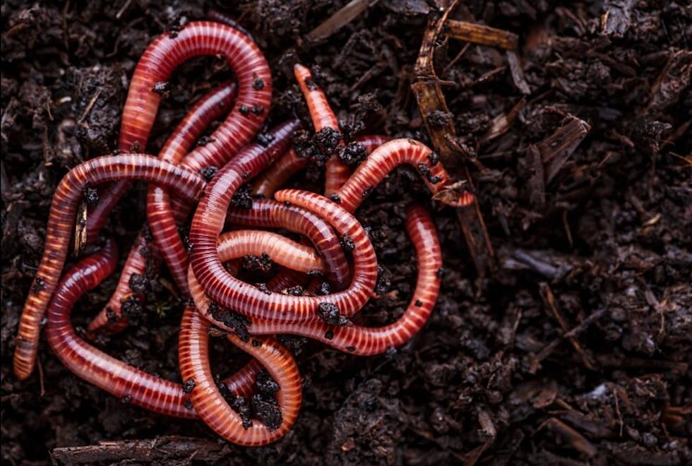 Snake-Like 'Jumping Worms' Are Headed For New Jersey