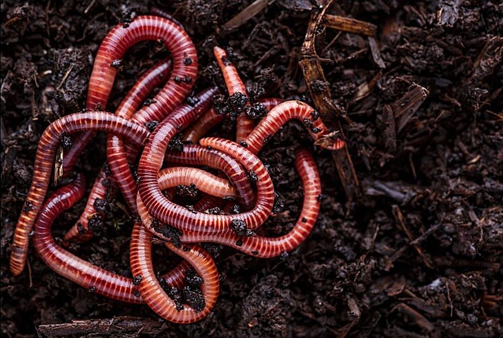 Snake-Like ‘Jumping Worms’ Are Headed For New Jersey