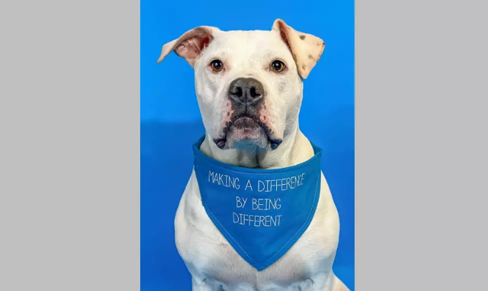 Deaf Dog From Millville Makes Semis of 'Hero Dog Awards'