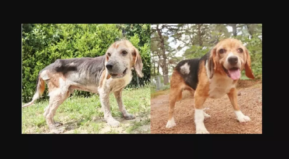 Ocean Co. Shelter Wonders Who Neglected, Dumped Beagles