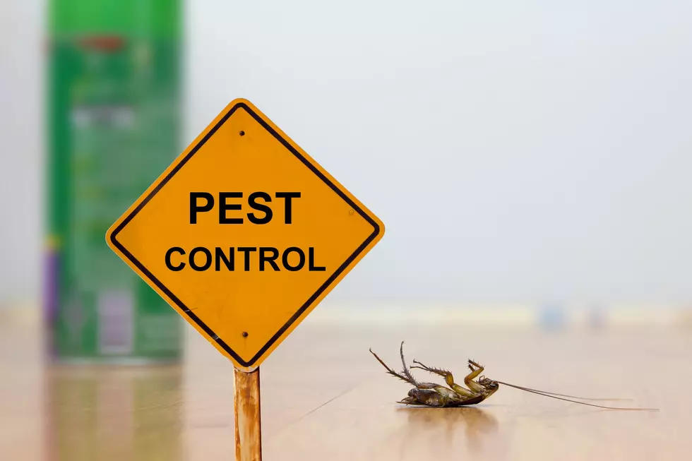 How to Bug Proofing Your Home in NJ