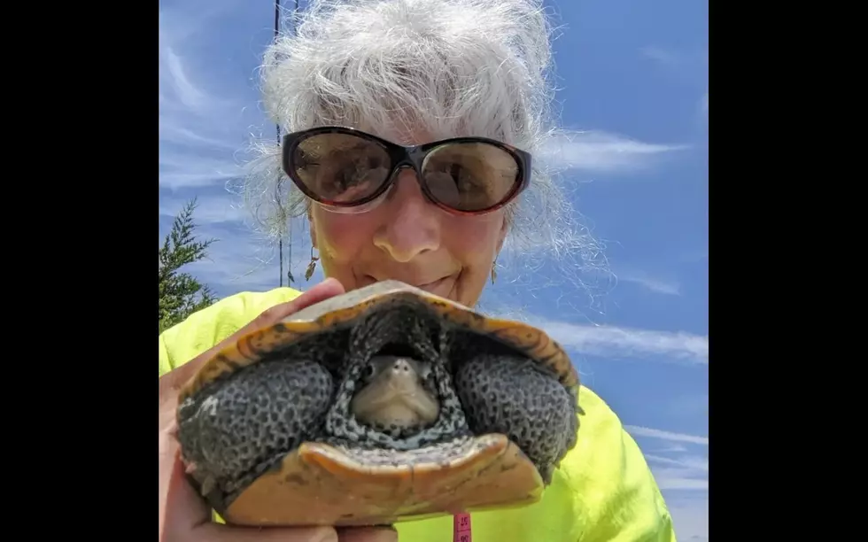 Margate, NJ Terrapin Rescue Volunteer Saves 1-Day Record 27 Turtl