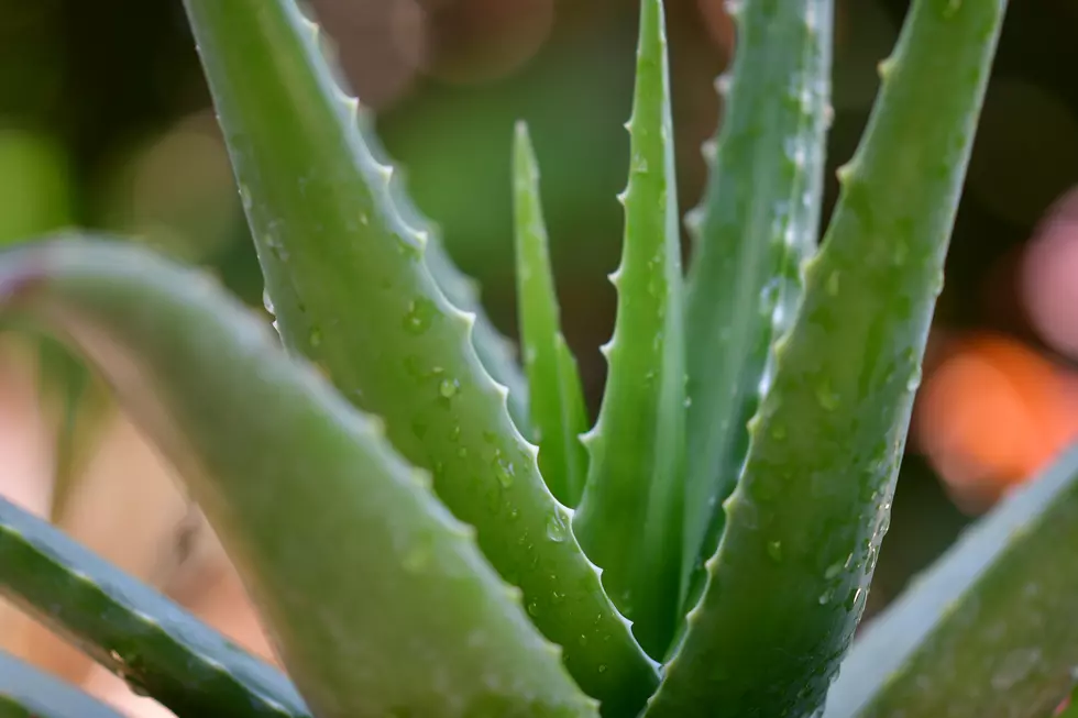 Benefits of Aloe