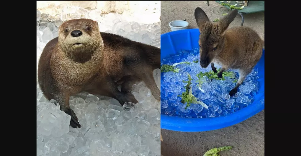Cape May Zoo Animals Stay Cool Thanks to Sea Isle Ice Company