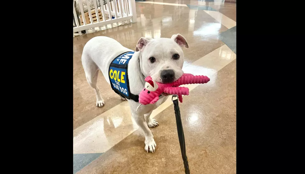 Deaf Dog From Millville, NJ, Advances to National Hero Dog Finals