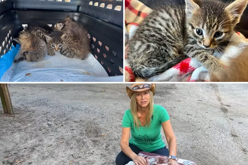 Update: Funny Farm Rescue Wants Cat Dumpers Investigated