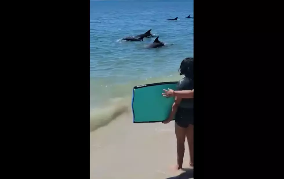 Did Cape May Beachgoers See a Baby Dolphin Being Born? [VIDEO]