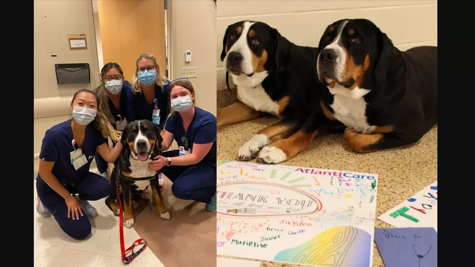 Absecon Schools’ Therapy Dogs Bring Joy to AtlantiCare Staff