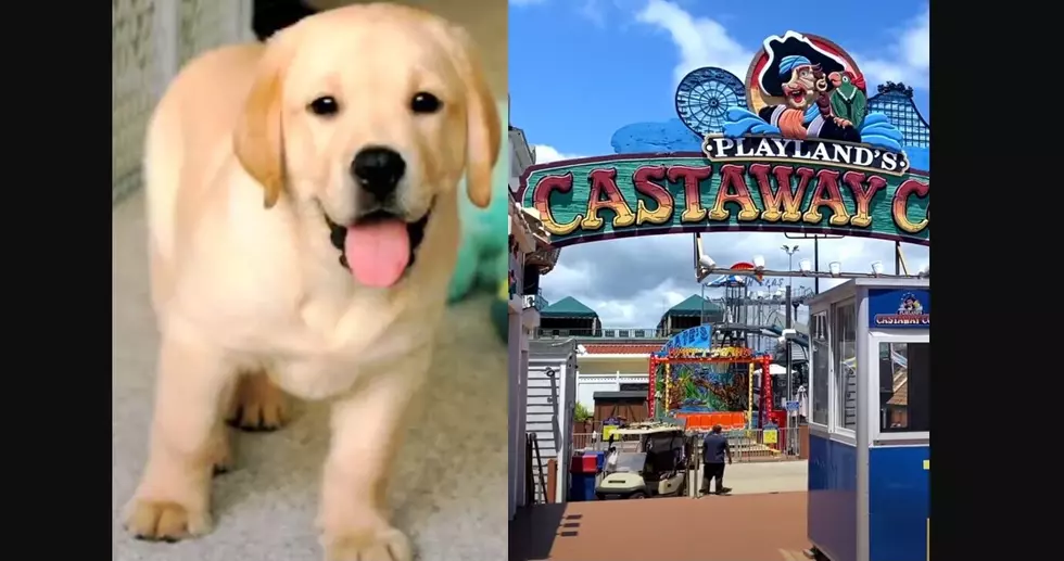 Wristband Day At Castaway Cove Benefits Humane Society of OC