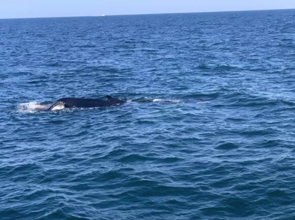 Marine Mammal S.C. Asks For Help Watching for Injured Whale